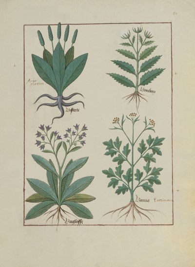Illustration from the Book of Simple Medicines by Mattheaus Platearius by Robinet Testard